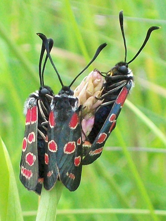 Anacamptis pyramidalis e Zygaena spp.